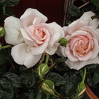 Buy canvas prints of A Pair Of Roses by Henry Horton
