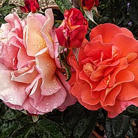 Buy canvas prints of A Pair Of Roses by Henry Horton
