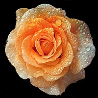 Buy canvas prints of Rain drops on roses by Henry Horton