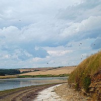 Buy canvas prints of Swallows In Summer by Henry Horton