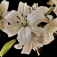 Buy canvas prints of Lilies by Henry Horton
