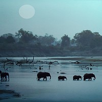 Buy canvas prints of Elephant Crossing by Henry Horton