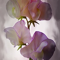 Buy canvas prints of Sweet Pea by Henry Horton