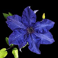 Buy canvas prints of Clematis after the rain by Henry Horton