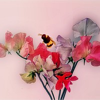 Buy canvas prints of A bit of fun with some flowers by Henry Horton