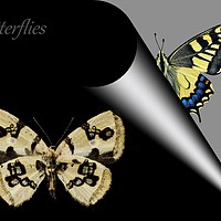 Buy canvas prints of Butterfly Book by Henry Horton