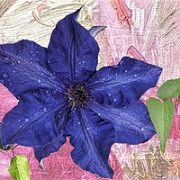 Buy canvas prints of First Clematis by Henry Horton