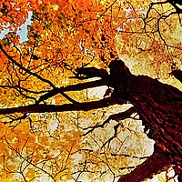 Buy canvas prints of Japanese Maple by Henry Horton