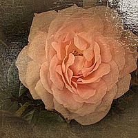 Buy canvas prints of Simply Pink by Henry Horton