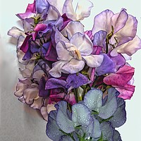 Buy canvas prints of Bunch Of Sweet Peas by Henry Horton