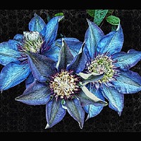 Buy canvas prints of Trio of clematis by Henry Horton