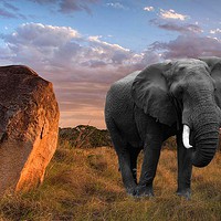 Buy canvas prints of Serengeti Sundown by Henry Horton