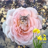 Buy canvas prints of Kitten by Henry Horton