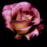 Buy canvas prints of Midnight Rose by Rick Penrose