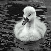 Buy canvas prints of Lone Cygnet by Michael Corcoran