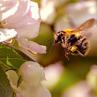 Buy canvas prints of Busy Bee by Michael Corcoran