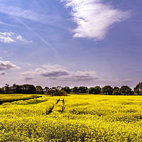 Buy canvas prints of Yellow Field by Michael Corcoran