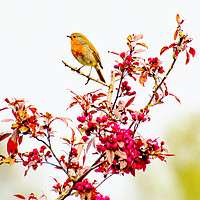 Buy canvas prints of Cherry Robin by Michael Corcoran