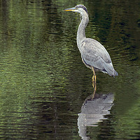 Buy canvas prints of Cool Heron by Michael Corcoran