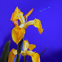 Buy canvas prints of Blue To Yellow by Michael Corcoran