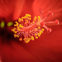 Buy canvas prints of Red Flower Stamen by Mark Baker