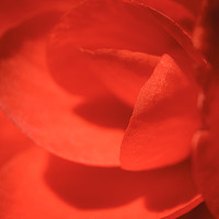 Buy canvas prints of Macro Red Flower by Mark Baker