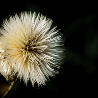 Buy canvas prints of Seed head in darkness by Mark Baker