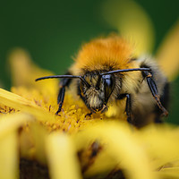 Buy canvas prints of Beehave by Mark Baker