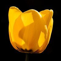 Buy canvas prints of Tulip in Darkness by Mark Baker