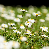 Buy canvas prints of Sea of Daisies by Mark Baker