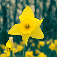 Buy canvas prints of Toned Daffodil by Mark Baker