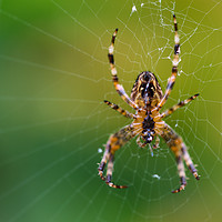 Buy canvas prints of Spider Lunch by Mark Baker