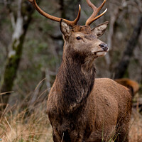 Buy canvas prints of A Red Deer Stag by Gordon Murray
