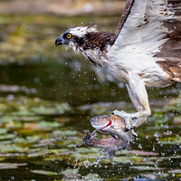 Buy canvas prints of Osprey with Rainbow Trout by Gordon Murray