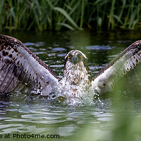 Buy canvas prints of Osprey in Water by Gordon Murray