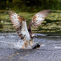 Buy canvas prints of Osprey catching a Rainbow Trout by Gordon Murray
