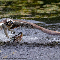 Buy canvas prints of Osprey Catching Rainbow Trout by Gordon Murray