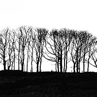 Buy canvas prints of Silhouetted Trees by Scott Middleton