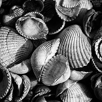 Buy canvas prints of Cockle Shells by Scott Middleton