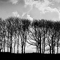 Buy canvas prints of Trees on the skyline by Scott Middleton
