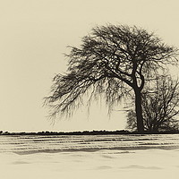 Buy canvas prints of Winter Landscape by Scott Middleton