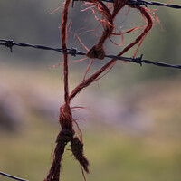 Buy canvas prints of Love heart on barbed wire fence by Scott Middleton