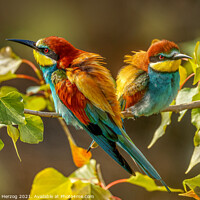 Buy canvas prints of Eurasian bee-eaters by Thomas Herzog