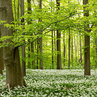 Buy canvas prints of Wild garlic in a beech forest by Thomas Herzog