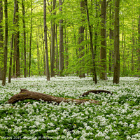 Buy canvas prints of Wild garlic in a beech forest by Thomas Herzog