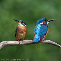 Buy canvas prints of Two Kingfishers sitting on a branch by Thomas Herzog
