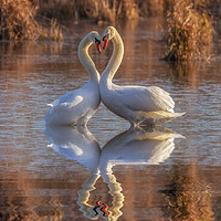 Buy canvas prints of Swans in love by Thomas Herzog
