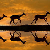 Buy canvas prints of Impala sunset by Thomas Herzog
