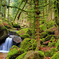 Buy canvas prints of Black Forest waterfall by Thomas Herzog