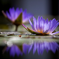 Buy canvas prints of Waterlilies reflection by Thomas Herzog